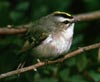 bf_birdkinglet3.jpg
